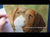 Dog Fur Watercolour Painting Tutorial How to paint an ear