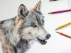 HOW TO DRAW A REALISTIC WOLF Colored Pencil Drawing Tutorial