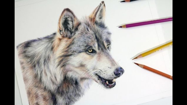 How to Draw White Hair in Colored Pencil - PaintingTube