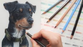 How To Draw Black Fur Coloured Pencil Demo
