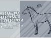 How to Draw Horse Anatomy Tutorial