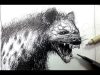 Pen amp Ink Drawing Tutorials Draw a Hyena