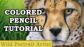 TUTORIAL quotRelaxed Afternoonquot Cheetah drawing in coloured pencil with powder blender