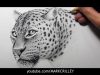 Drawing Time Lapse Leopard