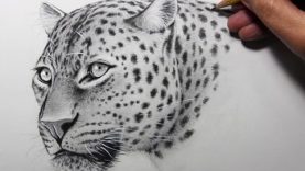 Drawing Time Lapse Leopard