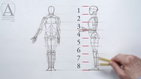 Human Figure Proportions Anatomy Lesson for Artists