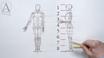 Anatomy Drawing With Figurosity  Mannequin Model Construction & Muscle  Placement 