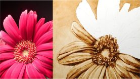 Grisaille Underpainting Of A Gerbera Daisy Using Burnt Umber Oil Paint And Thinner Short Version