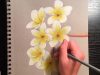 How to Draw Realistic Flowers With Colored Pencils