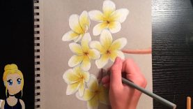 How to Draw Realistic Flowers With Colored Pencils