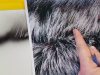 The Airbrush Academy Guide to Airbrushing Realistic Fur