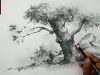 Basic Sketch and Shade A Tree With Pencil Pencil Art