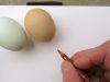 Chicken and Egg Sketching from Life