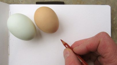 Chicken and Egg Sketching from Life