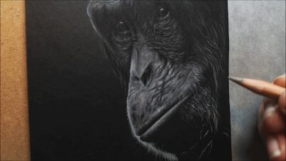 Chimpanzee Colour Pencil on Black Paper