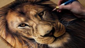 Drawing a Lion