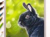 Drawing a realistic bunny rabbit with pastel pencils Leontine van vliet