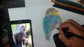 Drawing beautiful bird with colored pencil