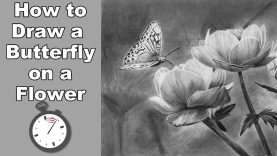 How to Draw a Butterfly and Flowers in Pencil Time Lapse
