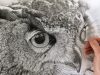 Hyperrealism Hyperrealistic owl drawing