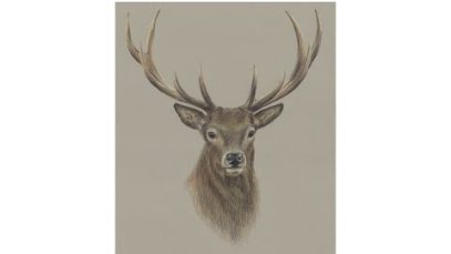 Special Deer Portrait Drawing