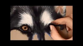 Timelapse Soft Pastel Drawing of a Husky