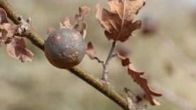Wild Plant Ink Making medieval ink from oak galls