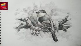 How To Draw A Bird With Pencil Drawing Shading