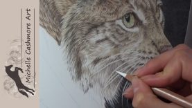 Lynx in Coloured Pencil Drawing Demonstration