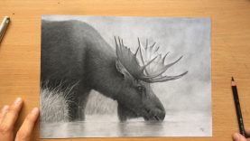 Moose Charcoal Pencil Drawing Wildlife Art