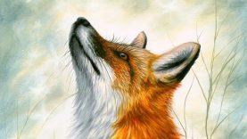 Acrylic Speed painting Realistic Red Fox Drawing