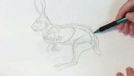 Drawing Animals From Anatomy to Rendering General Animal Anatomy amp Proportions