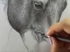 Horse Drawing pencil ART