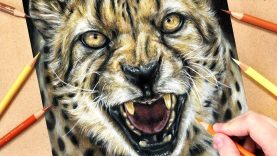 How to Draw a Cheetah using Coloured Pencils Realistic Animal Drawing Tutorial