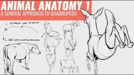 DRAWING ANIMALS 1 A GENERAL APPROACH TO QUADRUPEDS