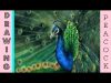 Peacock Speed Drawing Drawing A Realistic Peacock In Coloured Pencil