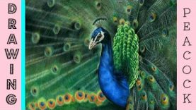 Peacock Speed Drawing Drawing A Realistic Peacock In Coloured Pencil