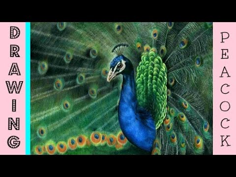 Original Realistic Peacock Drawing - (with derwent colored pencil) | eBay-saigonsouth.com.vn