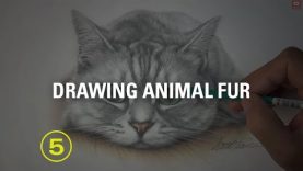 Can you really draw every unique fur type with just a pencil