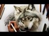 Colored Pencil Drawing Grey Wolf Speed Draw Jasmina Susak