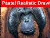 Drawing long fur hair pastel pencils PanPastel soft pastel