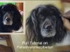 Paint Fur and Backgrounds in Pastel Timelapse