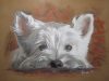 Speed painting Westie in acrylics and colored pencil