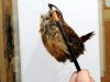 Painting wren bird Timelapse