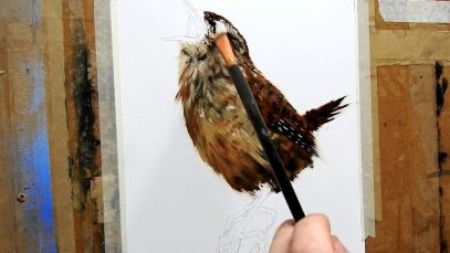 Painting wren bird Timelapse