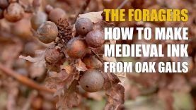 The Foragers How to make medieval ink from Oak Galls