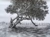 Draw and shade a tree with pencil pencil sketch nature drawing