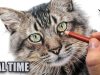 How to draw CAT EYES in colored pencil REAL TIME TUTORIAL