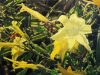 Color Glazing a Grisaille Underpainting quotYellow Lilies Qi Liquot