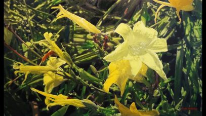 Color Glazing a Grisaille Underpainting quotYellow Lilies Qi Liquot